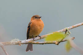 Cinnamon Flycatcher