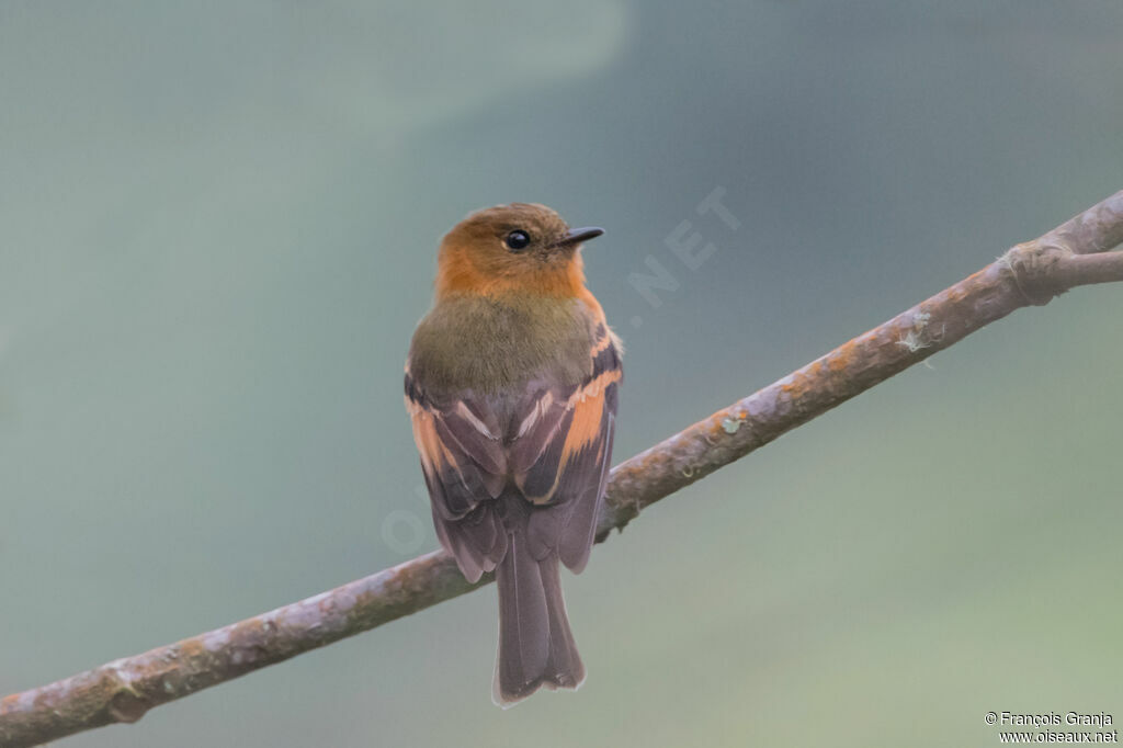 Cinnamon Flycatcher