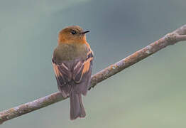 Cinnamon Flycatcher