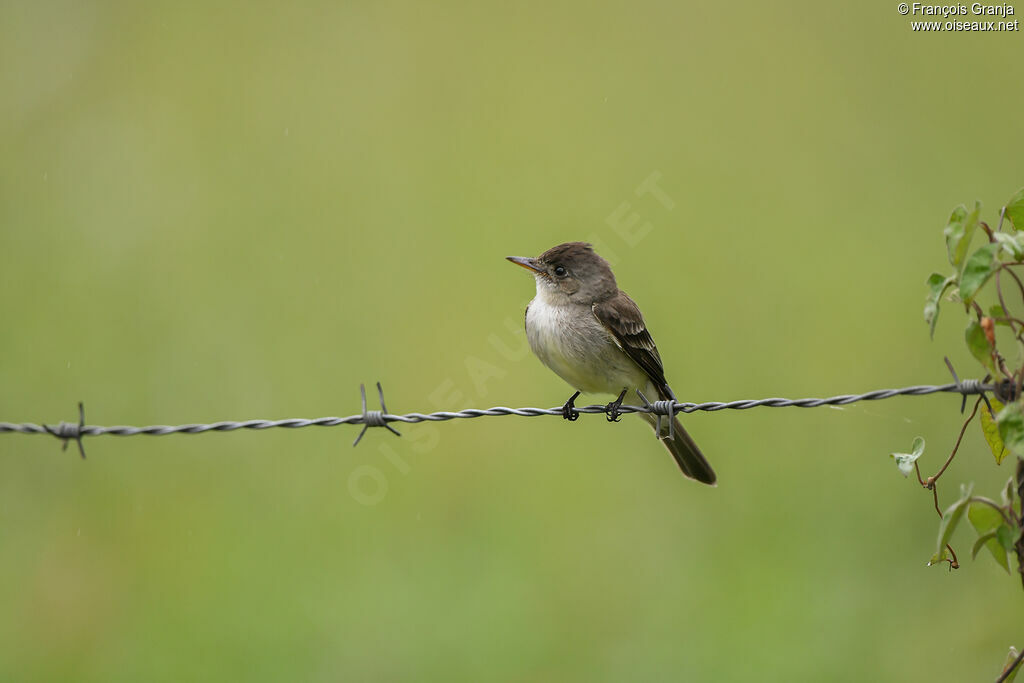 Northern Tropical Pewee