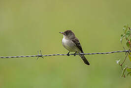 Northern Tropical Pewee