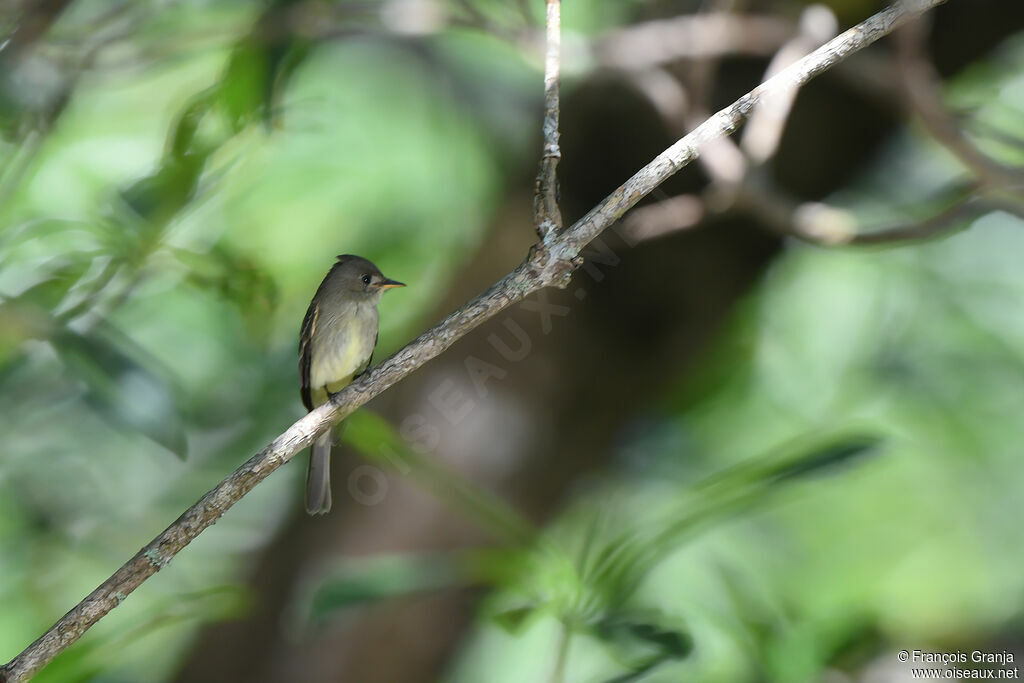 Northern Tropical Pewee