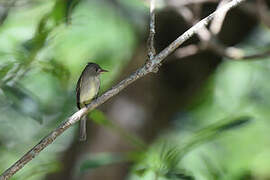 Northern Tropical Pewee