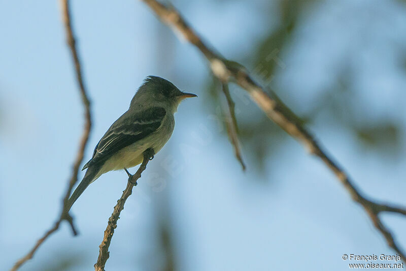 Northern Tropical Peweeadult