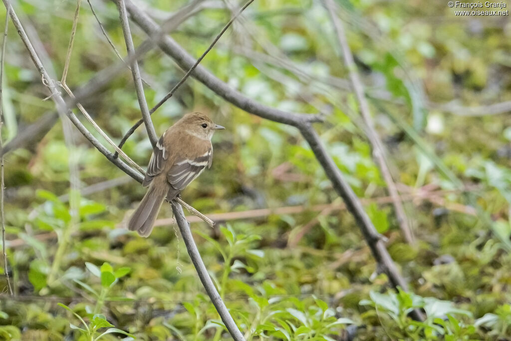 Bran-colored Flycatcher