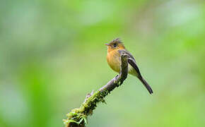 Northern Tufted Flycatcher