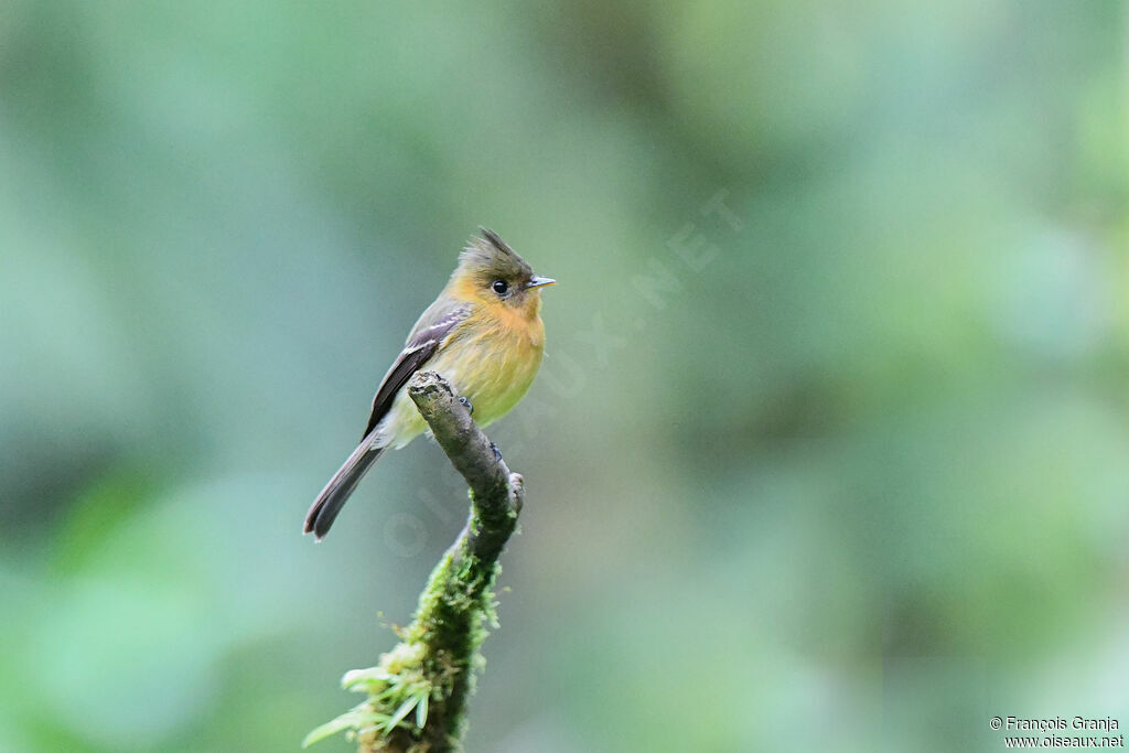 Northern Tufted Flycatcher