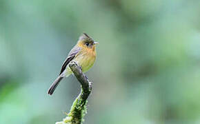 Northern Tufted Flycatcher