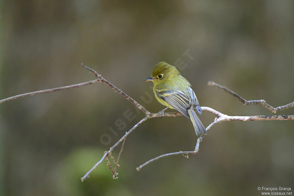 Yellowish Flycatcher