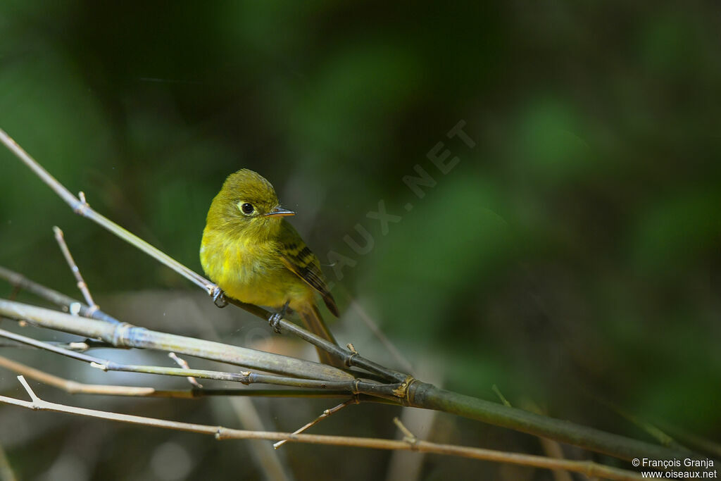 Yellowish Flycatcher