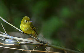 Yellowish Flycatcher