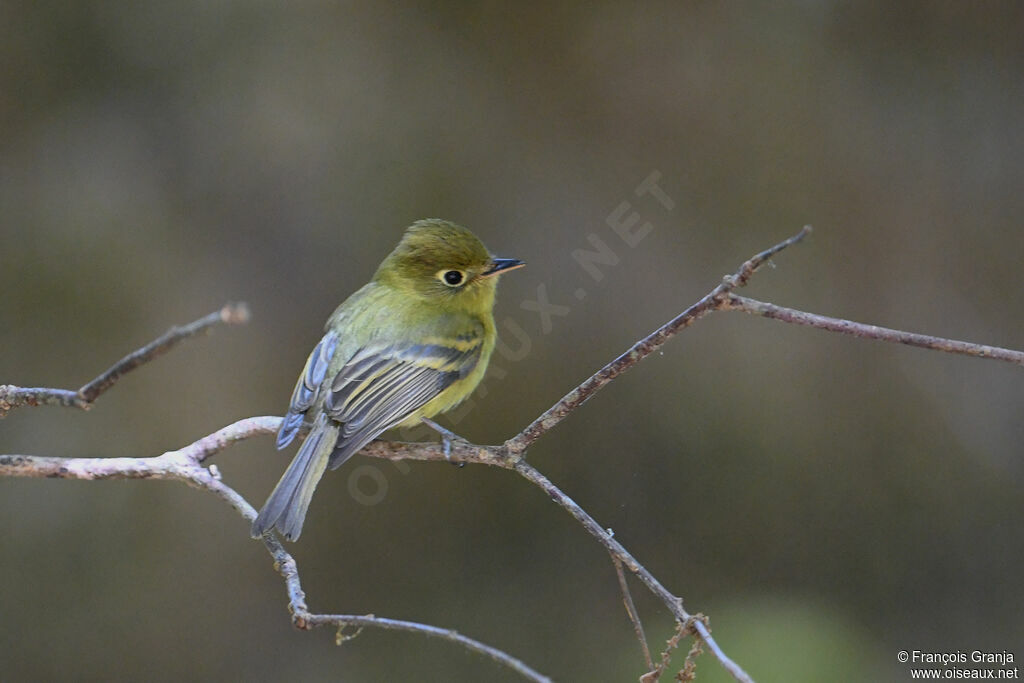 Yellowish Flycatcher