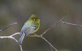 Yellowish Flycatcher