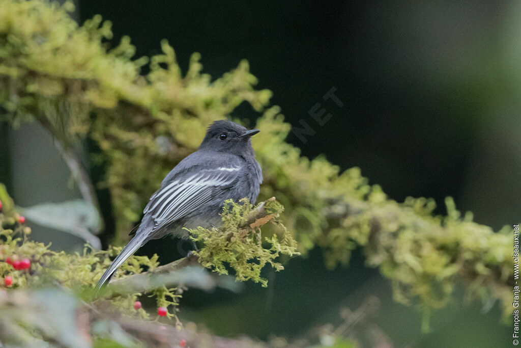 Black Phoebe