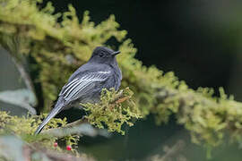 Black Phoebe