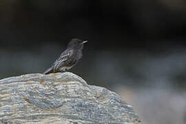 Black Phoebe