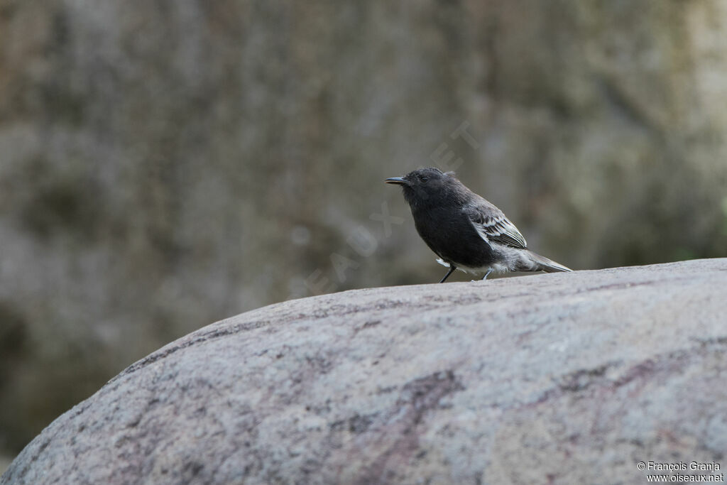 Black Phoebe