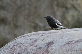 Black Phoebe