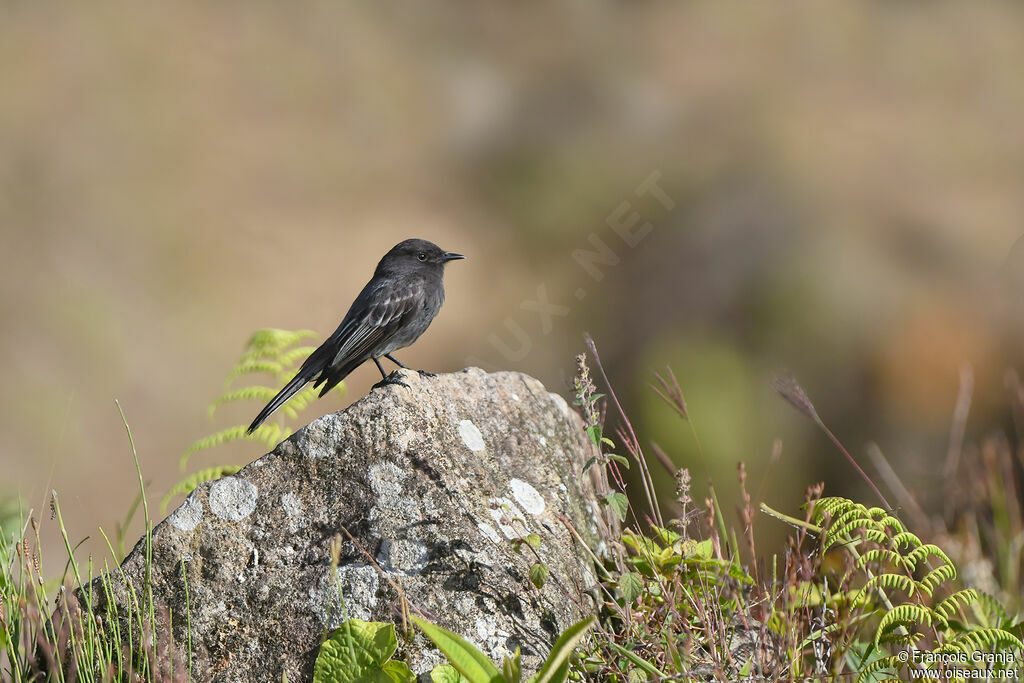 Black Phoebe