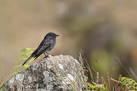 Black Phoebe