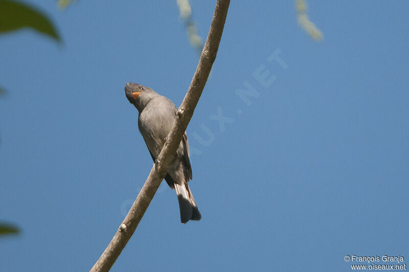 Dark Pewee