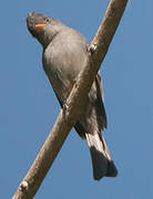 Dark Pewee