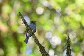 Dark Pewee