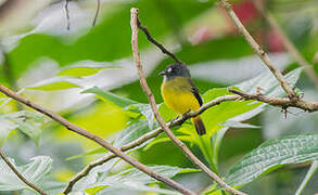 Ornate Flycatcher