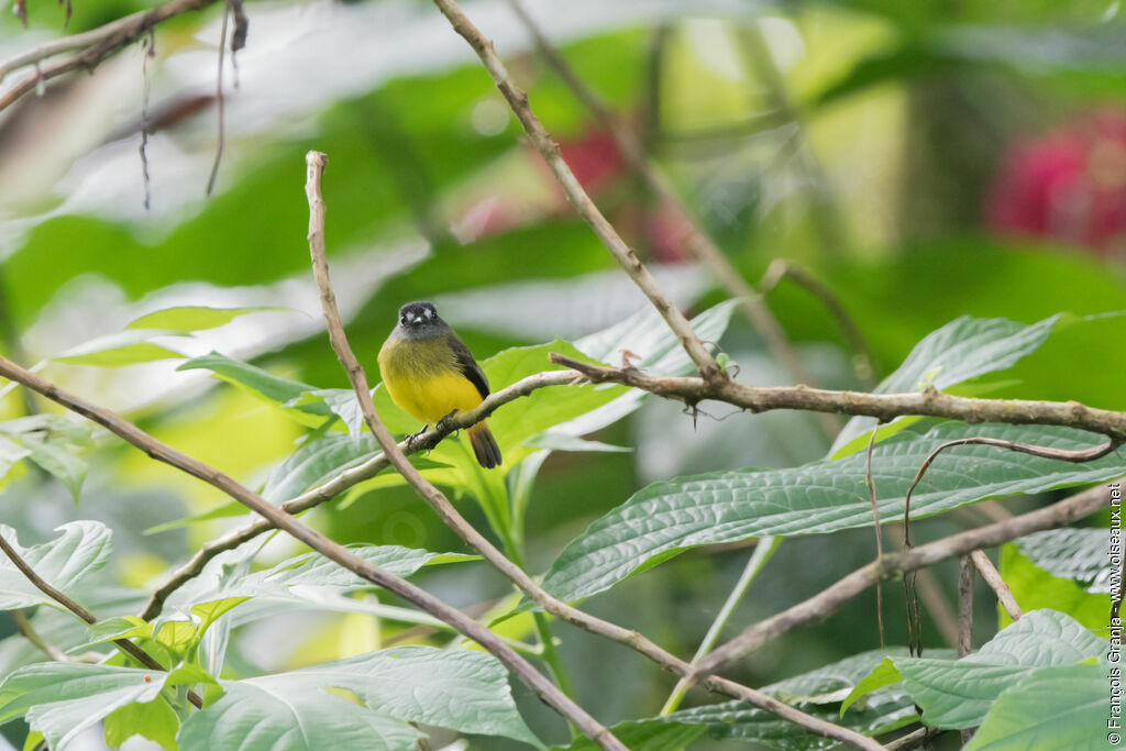 Ornate Flycatcher