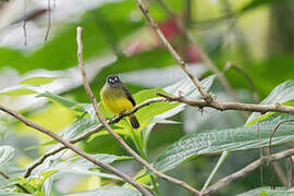 Ornate Flycatcher