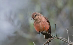 Vermilion Flycatcher