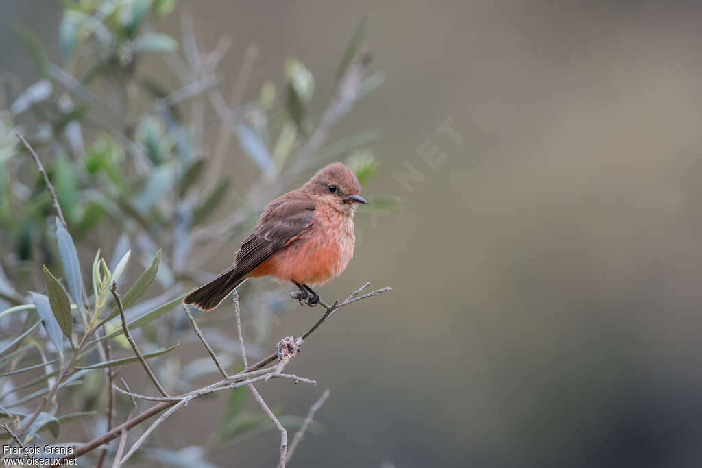 Vermilion Flycatcher