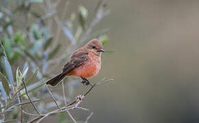 Vermilion Flycatcher