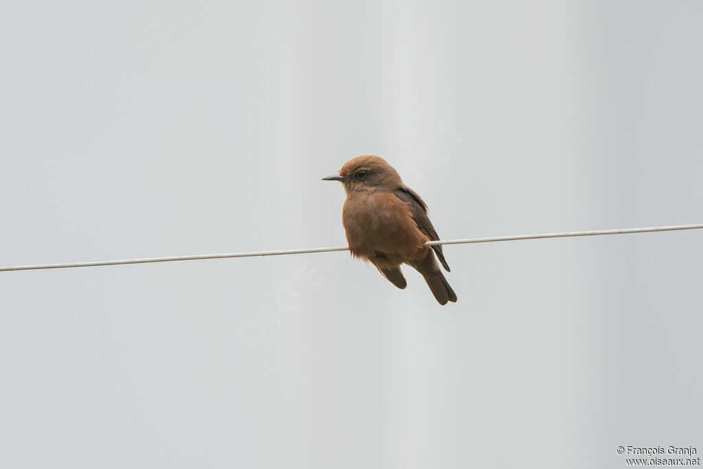 Vermilion Flycatcher