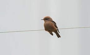 Vermilion Flycatcher