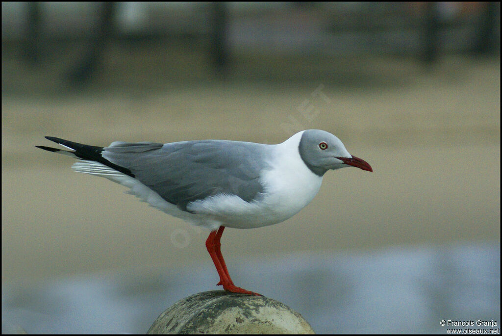 Grey-headed Gull