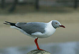 Grey-headed Gull