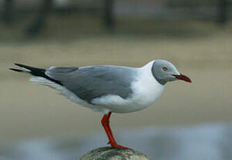 Mouette à tête grise