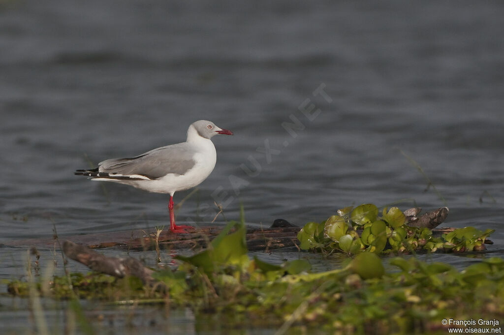 Grey-headed Gull