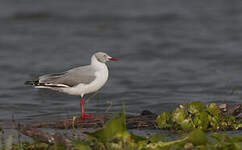 Mouette à tête grise