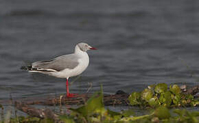 Grey-headed Gull