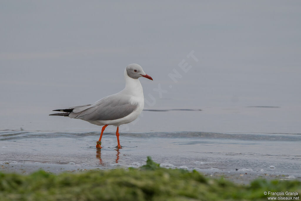 Mouette à tête grise