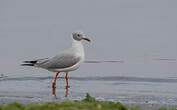 Mouette à tête grise