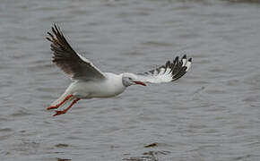 Mouette à tête grise