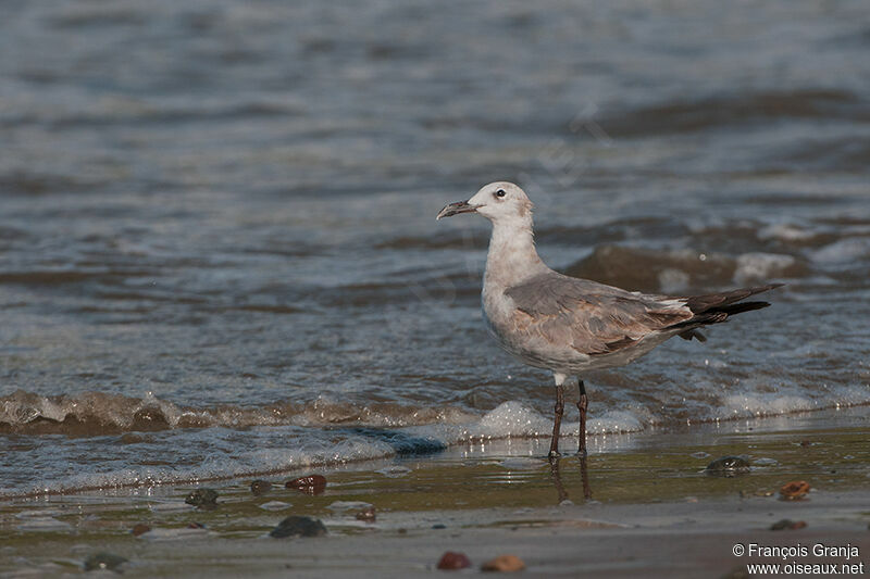 Mouette atricilleadulte