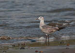 Mouette atricille