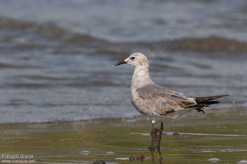 Mouette atricille1ère année, identification