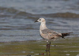 Mouette atricille