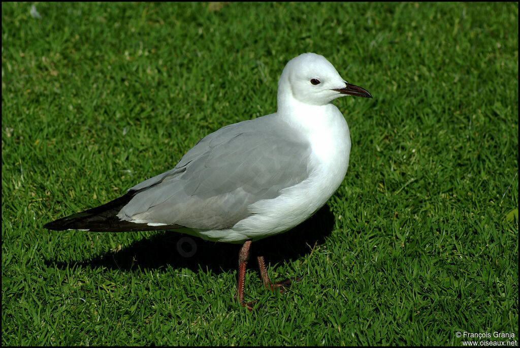 Mouette de Hartlaub