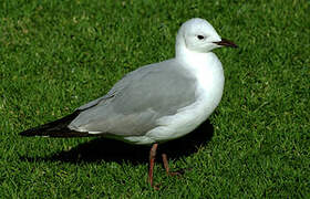 Hartlaub's Gull